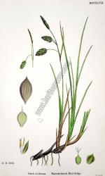 Carex eu - limosa. Narrow - leaved Mud Sedge.
Bitkiler 2043