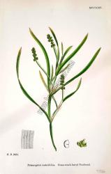 Potamogeton zosterifolius. Grass - wrack - leaved Pondweed. Bitkiler 2685