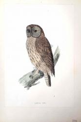 Kuşlar Tawny Owl