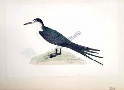 Kuşlar Sooty Tern