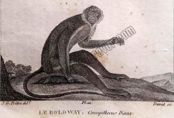 Le Roloway Cercopithecus Diana