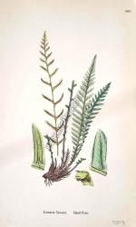 Lomaria Spicant. Hard Fern. Bitkiler 1885