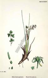 Scheuchzeria palustris. Marsh Scheuchzeria.
Bitkiler 1801