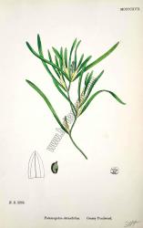 Potamogeton obtusifolius. Grassy Pondweed. Bitkiler 2253