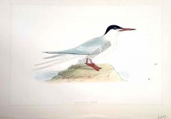 Kuşlar Roseate Tern