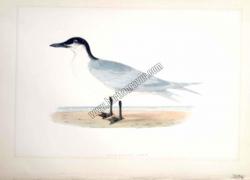 Kuşlar Gull-Billed Tern