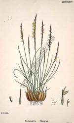 Bitkiler, Nardus stricta. Mat - grass, Plate 1824,
