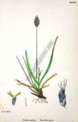 Sesleria caerulea. Blue Moor - grass. Bitkiler
1613