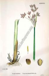 Scirpus carinatus. Trigonous - stemmed Bull - rush. Bitkiler 1983