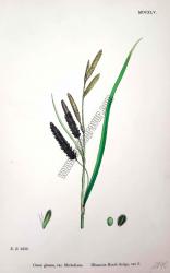 Carex glauca, var. Micheliana. Bitkiler 2236
