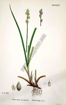 Carex curta, var. genuina. Bitkiler 1386
