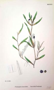 Potamogeton lanceolatus. Lanceolate Pondweed. Bitkiler 1985