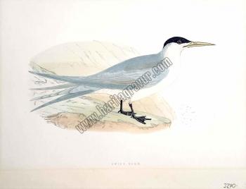 Kuşlar Swift Tern
