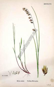 Melica nutans. Nodding Melic - grass. Bitkiler 1059