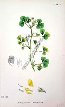 Medicago maculata. Spotted Medick. Bitkiler 1616