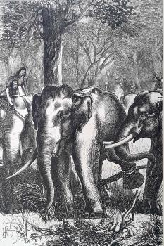 The Prince of Wales Hunting in the Terai: The captive monarch