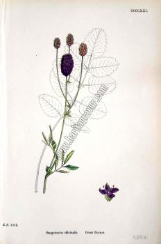 Sanguisorba officinalis. Great Burnet. Bitkiler 1312