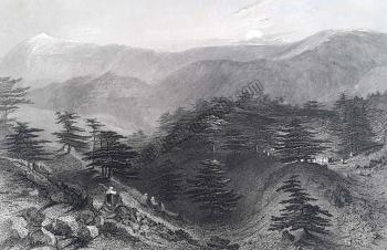 Cedars on Lebanon