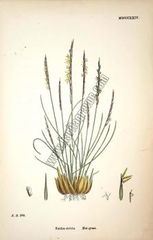 Bitkiler, Nardus stricta. Mat - grass, Plate 1824,