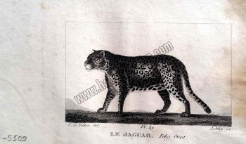 Le Jaguar Felis Onça