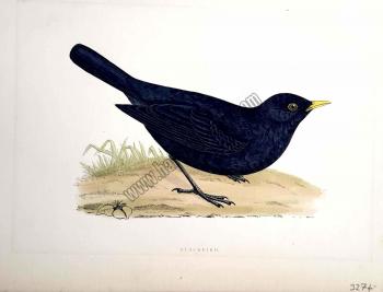 Kuşlar Blackbird
