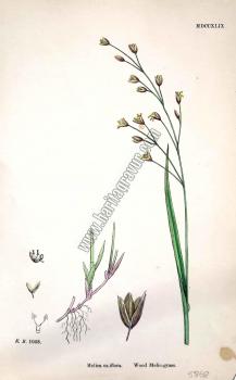 Melica uniflora. Wood Melic - grass. Bitkiler 1058.
