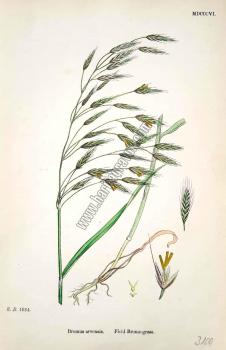 Bromus arvensis. Field Brome - grass. Bitkiler 1984