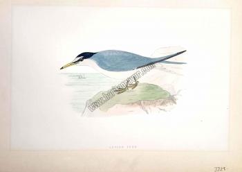Kuşlar Lesser Tern