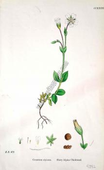 Cerastium alpinum. Hairy Alpine Chickweed. Bitkiler 472
