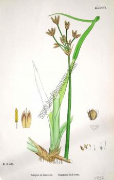Scirpus eu - lacustris. Common Bull - rush. Bitkiler 666