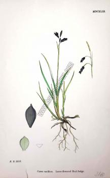 Carex rariflora. Bitkiler 2516