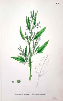 Chenopodium ficifolium. Fig - leaved Goosefoot. Bitkiler MCXCI