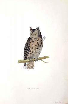Kuşlar Mottled Owl