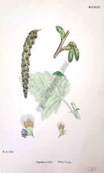 Populus eu - alba. White Poplar. Bitkiler 1618