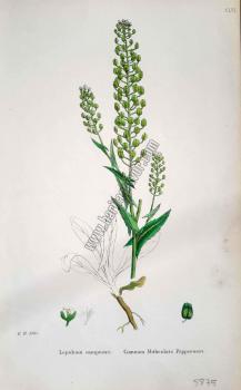 Lepidium campestre. Common Mithridate Pepperwort. Bitkiler 1385