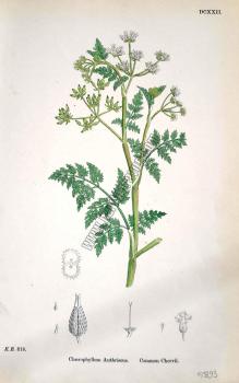 Chaerophyllum Anthriscus. Common Chervil. Bitkiler 818