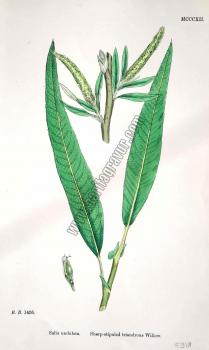Salix undulata. Sharp - stipuled triandrous Willow. Bitkiler 1436