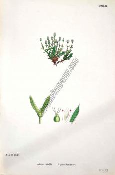 Alsine rubella. Alpine Sandwort. Bitkiler 2638