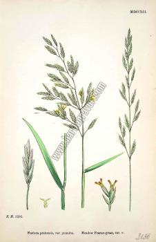 Festuca pratensis, var. genuina. Bitkiler 1592