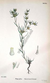 Filago gallica. Narrow - leaved Cudweed. Bitkiler 2369