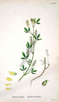 Melilotus parviflora. Small - flowered Melilot. Bitkiler CCCXLIV