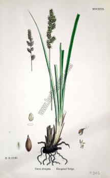 Carex elongata. Elongated Sedge. Bitkiler 1920