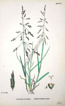 Sclerochloa eu - distans. Reflexed Meadow - grass. Bitkiler 986