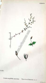 Arenaria serpyllifolia, leptoclados. Bitkiler 2972