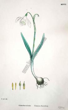 Galanthus nivalis. Common Snowdrop. Bitkiler 19