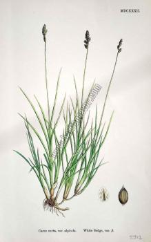 Carex curta, var. alpicola. Bitkiler MDCXXXII