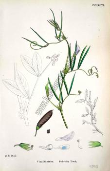 Vicia Bithynica. Bithynian Vetch. Bitkiler 1842