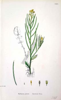 Barbarea praecox. American Cress. Bitkiler 1129