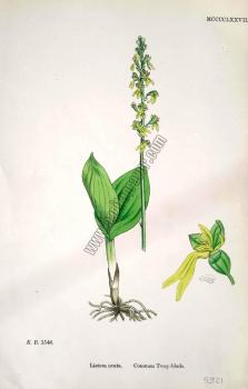 Listera ovata. Common Tway - blade. Bitkiler 1548