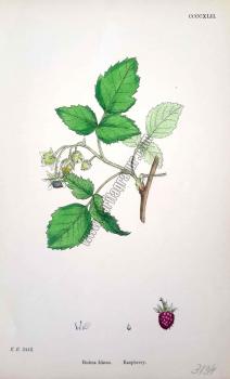 Rubus Idaeus. Raspberry. Bitkiler 2442